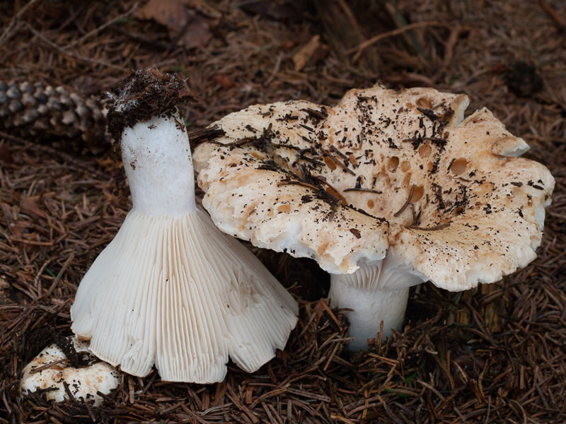 Russula chloroides